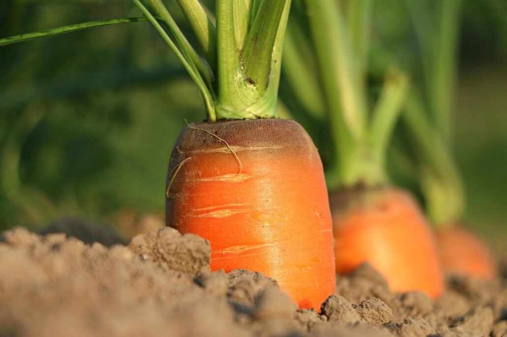 repotting plant removing rotten roots fresh soil