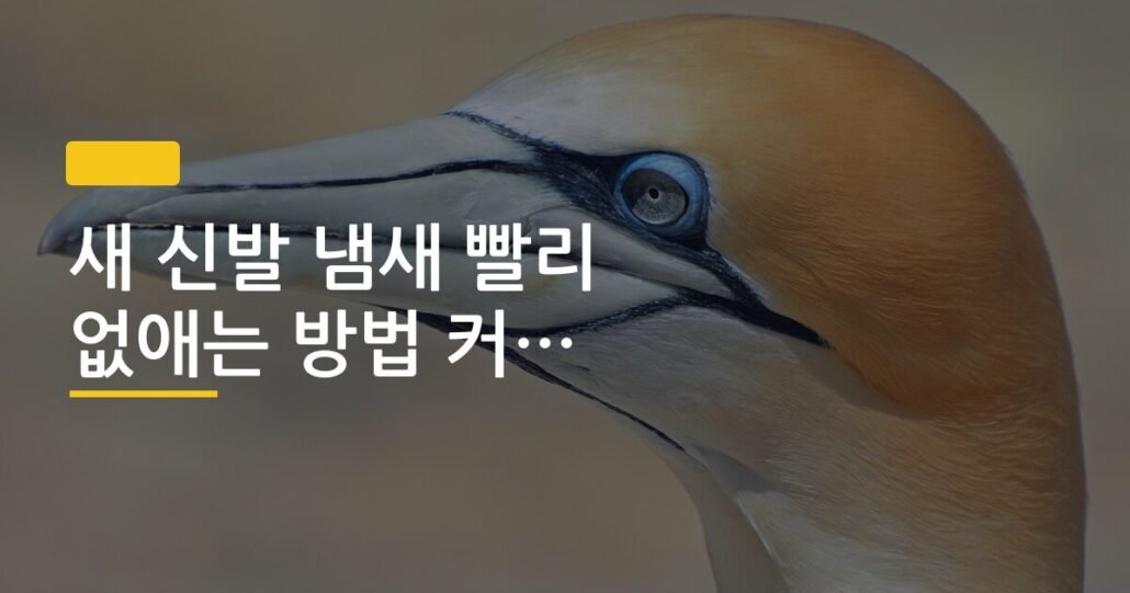 새 신발 냄새 빨리 없애는 방법 커피 숯 신문지 비교